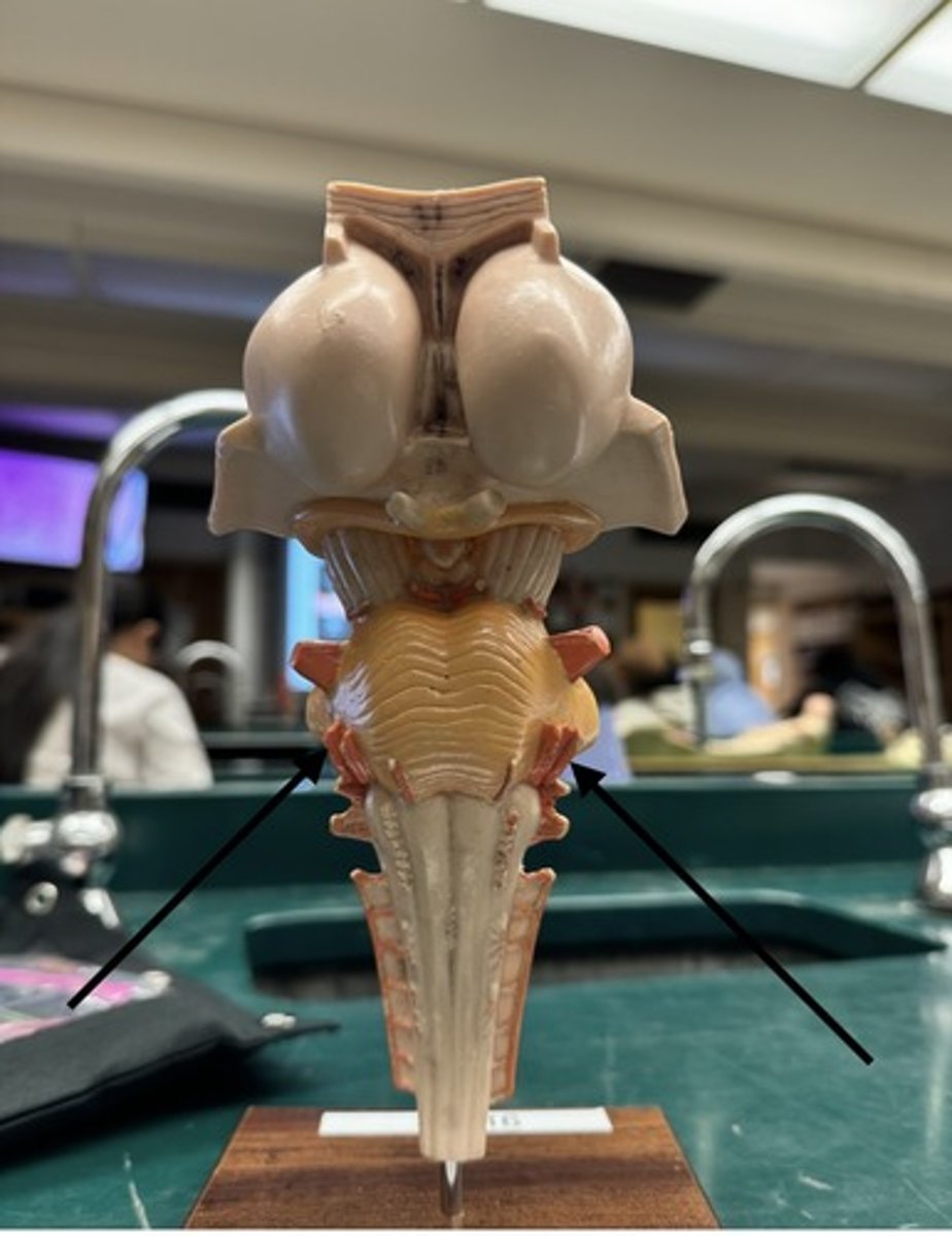 <p>identify arrow</p>