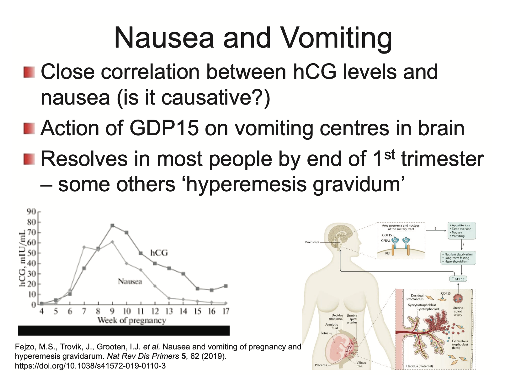 <p>Action of GDF15 on vomiting centres in brain</p><ul><li><p>resolves in most people by end of 1st trimester</p><ul><li><p>some others have ‘hyperemesis gravidum’</p></li></ul></li></ul><p></p>