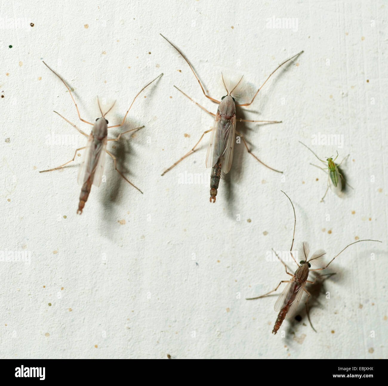 <p>Midges</p><p>Order Diptera</p>