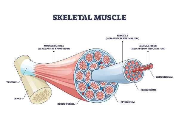 <p>inner to outer</p><ol><li><p>muscle cells (4)</p></li><li><p>muscle fiber (4) - bundle of individual muscle cells</p></li><li><p>endomysium (6) - connective tissue covering each muscle fiber</p></li><li><p>fascicle (5) - bundle of muscle fibers</p></li><li><p>perimysium (2) - connective tissue covering each fascicle </p></li><li><p>epimysium (3) - protective layer over the whole muscle (the clusters of fascicles)</p></li></ol><p></p>