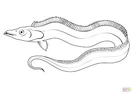 <p>Trichirurus lepturus</p>