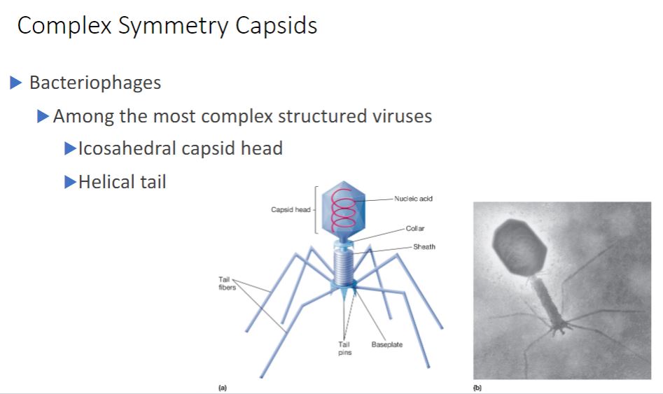 <p>Some large bacteriophages have virions that are even more elaborate than those of poxviruses. The virions of T2, T4, and T6 phages (T-even phages) that infect Escherichia coli are said to have binal symmetry because they have a head that resembles an icosahedron and a tail that is helical. The icosahedral head is elongated by one or two rows of hexamers in the middle and contains the DNA genome (figure 18.6). The tail is composed of a collar joining it to the head, a central hollow tube, a sheath surrounding the tube, and a complex baseplate. In T-even phages, the baseplate is hexagonal and has a pin and a jointed long tail fiber and a short tail fiber at each corner.</p>