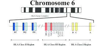 <p>Chromosome 6</p>