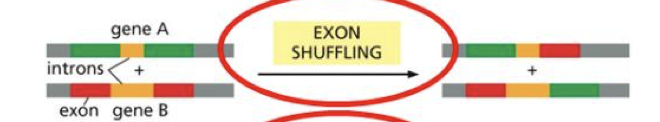 <p>Instead of starting from scratch, you can take an exon and duplicate it and let it evolve.</p>