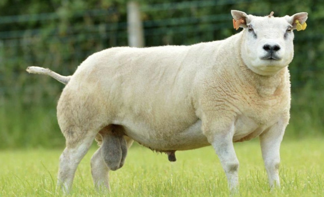 <p>What breed of sheep is this?</p>
