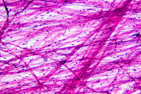 location - beneath dermis

function - forms dermis