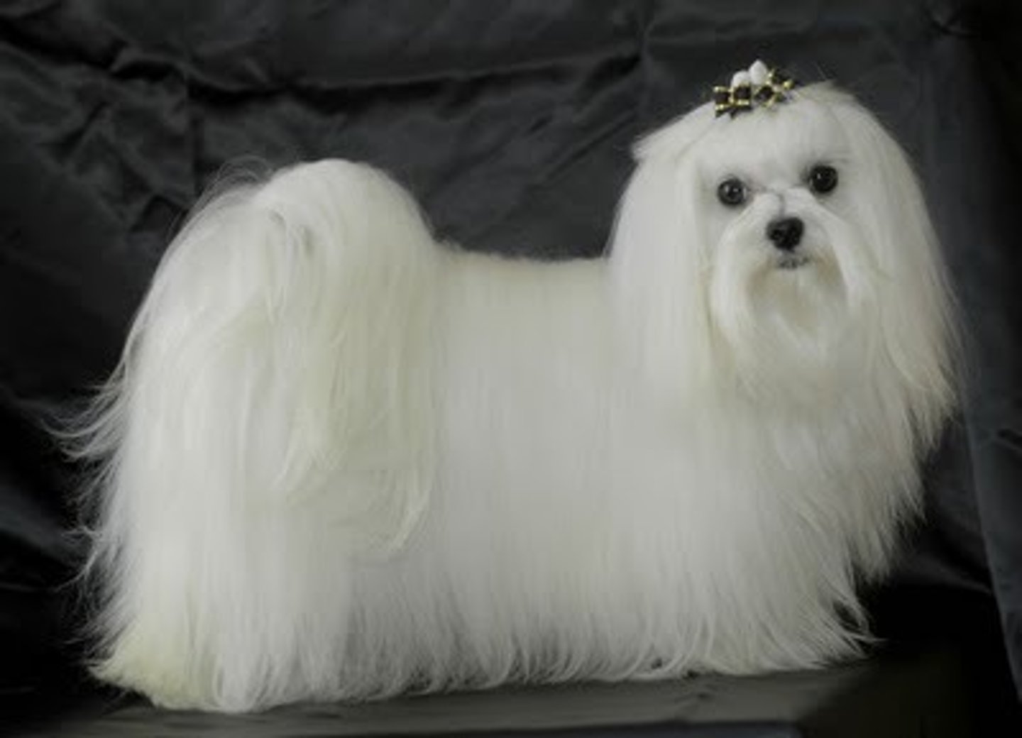 <p>Toy</p>