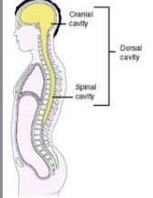 <p>Dorsal (posterior) Cavity</p>
