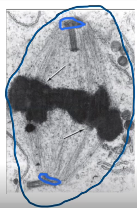 <p>Identify the specific structure</p>