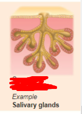 <p>what is the exocrine gland?</p>