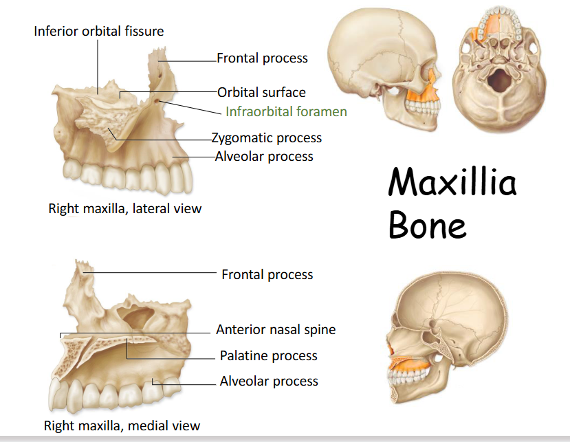 <p>Forms anterior part of face, upper jaw, parts of hard palate, inferior orbits, and walls of nasal cavity. </p>