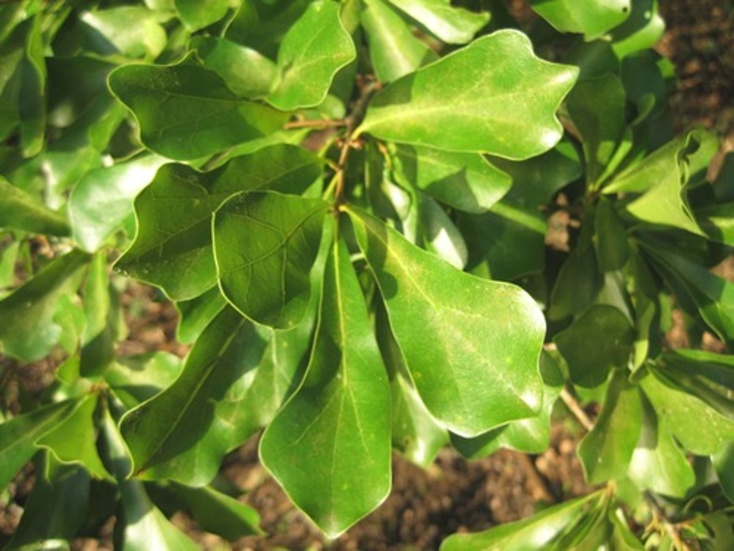 <p>Duck feet leaves</p>