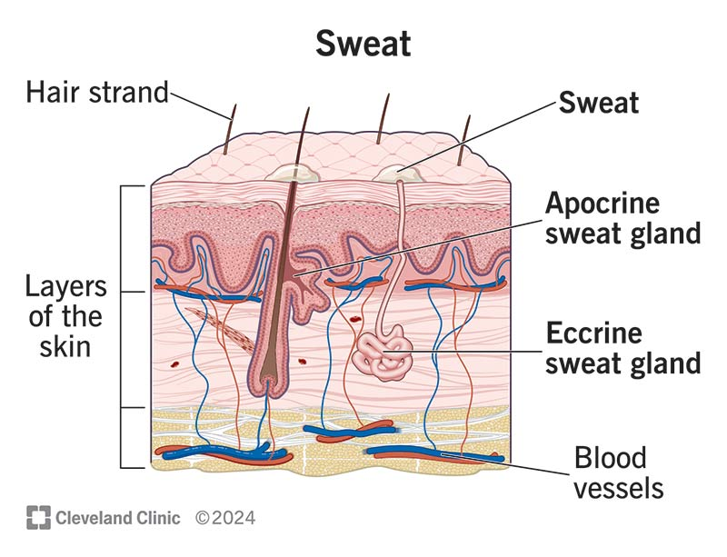 <ul><li><p>Produce sweat (water, salts, metabolic waste)</p></li><li><p>Found everywhere except for palms, soles, forehead</p></li></ul><p></p>