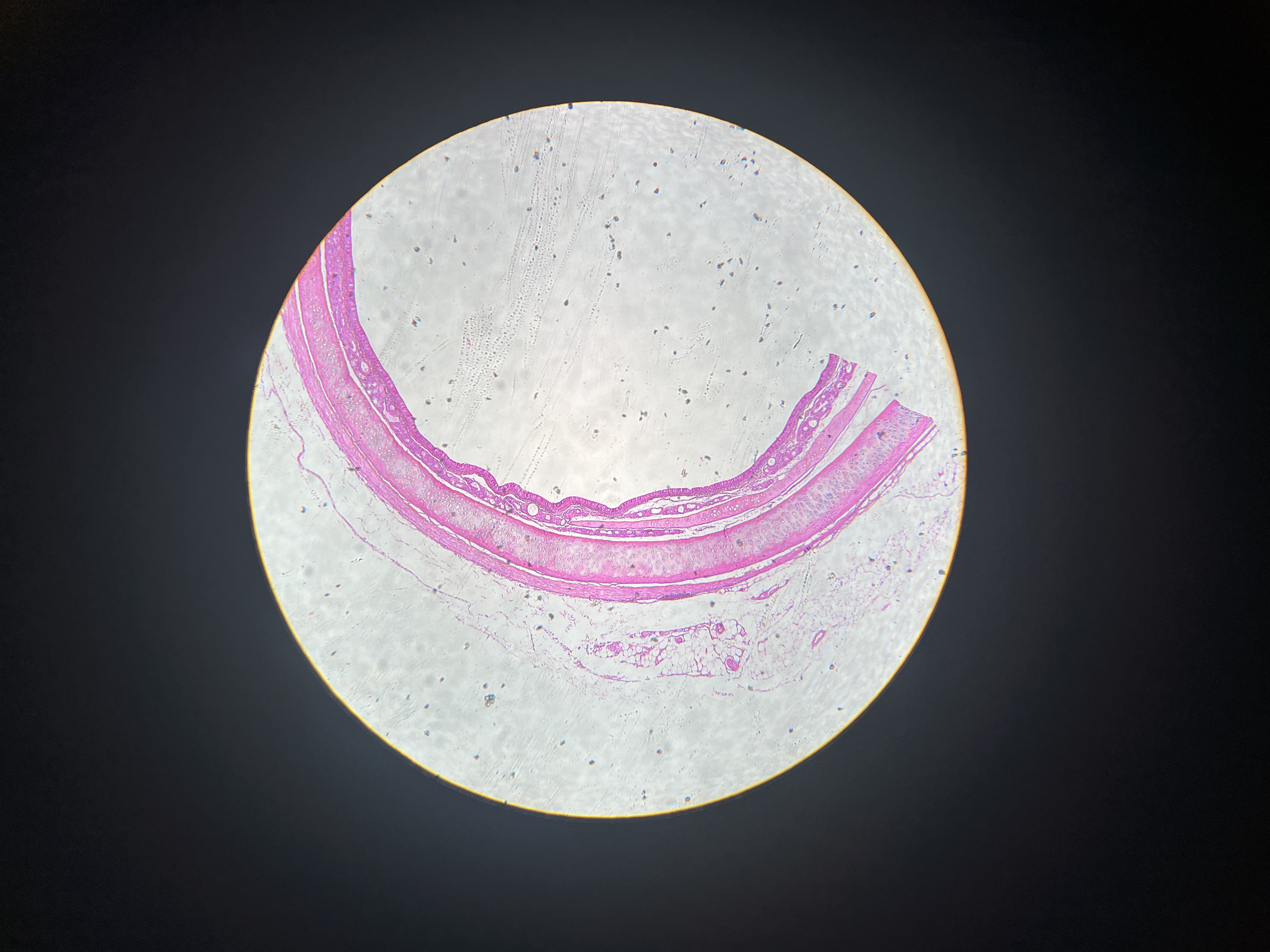 <p>What tissue is this</p>
