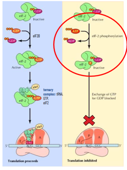 <p>eIF2 is usually recycled by eIF2B with GTP and makes the ternary complex with tRNAMet BUT translation initiation of some genes can be down-regulated by phosphorylation of eIF2</p><ol><li><p>amino acid starvation (and others) leads to accumulation of uncharged tRNAs</p></li><li><p>this activated protein kinase that will phosphorylate eIF2 to make it inactive</p></li><li><p>phosphorylated eIF2 cannot be recycled by eIF2B</p></li></ol><p>this means when amino acid level is low, translation of some genes will slow or shut down</p><p></p>