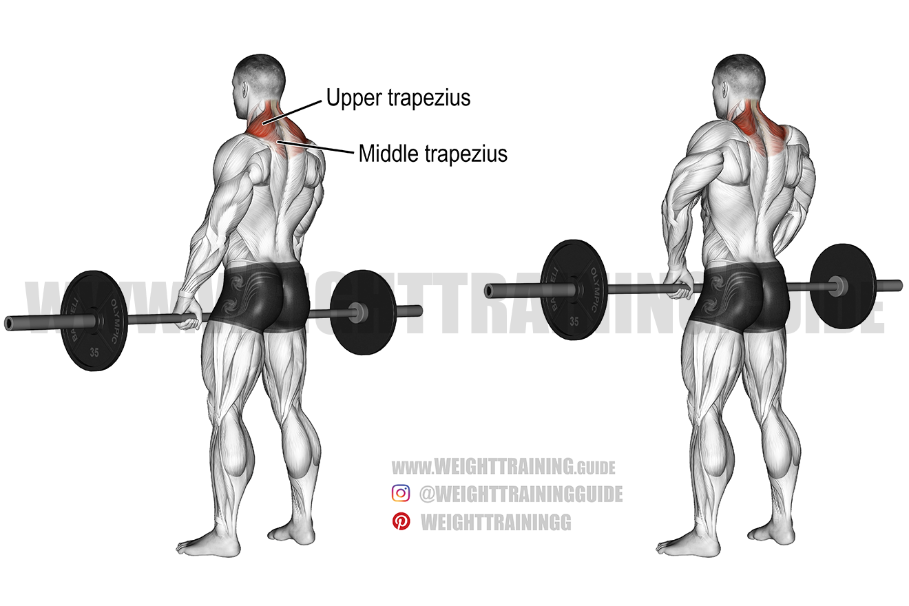 <ul><li><p>Upper trapezius</p></li><li><p>Levator Scapulae</p></li></ul><p></p>