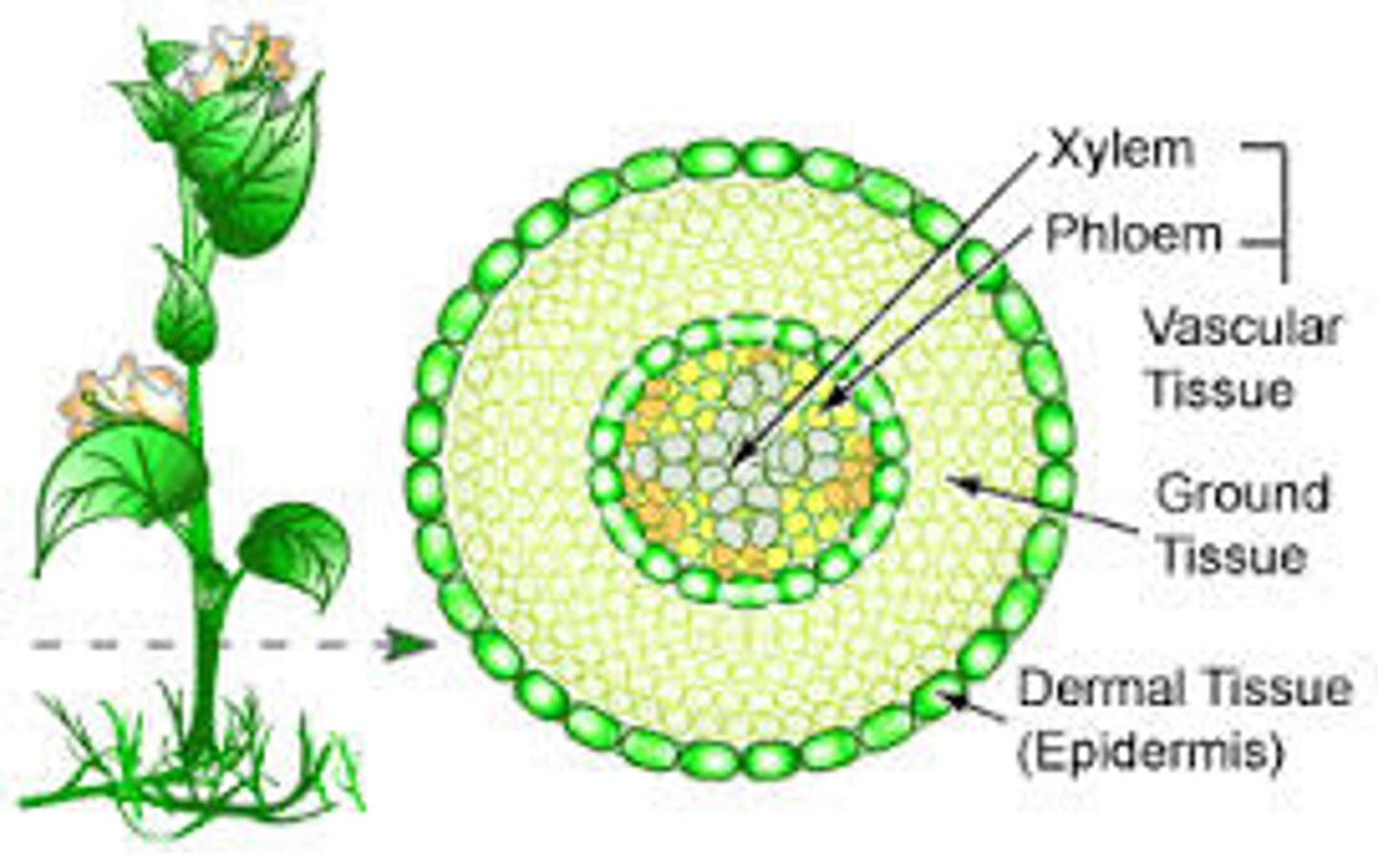 <p>Plant that has true vascular tissue and true roots, stems, and leaves; make up nine phyla</p>