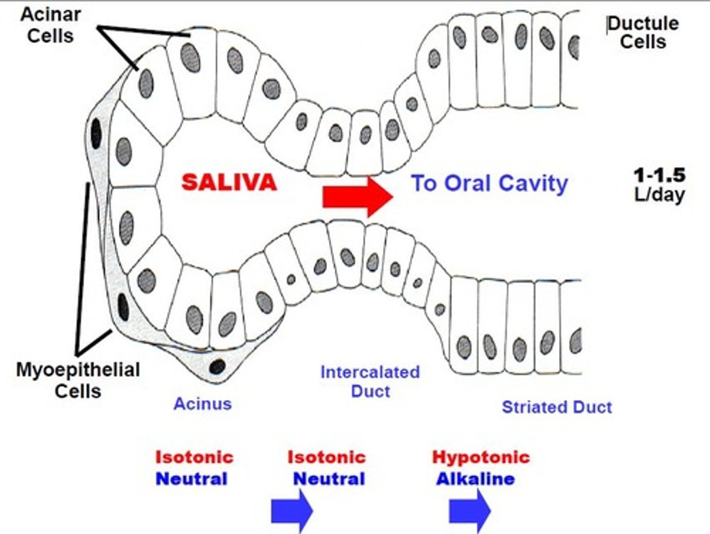 <p>-<strong>intercalated duct</strong> (still isotonic and neutral) <br>-<strong>striated duct</strong> (where it becomes hypotonic and alkaline through the actions of ion channels that reabsorb much of the NaCl and secrete HCO3-)</p>