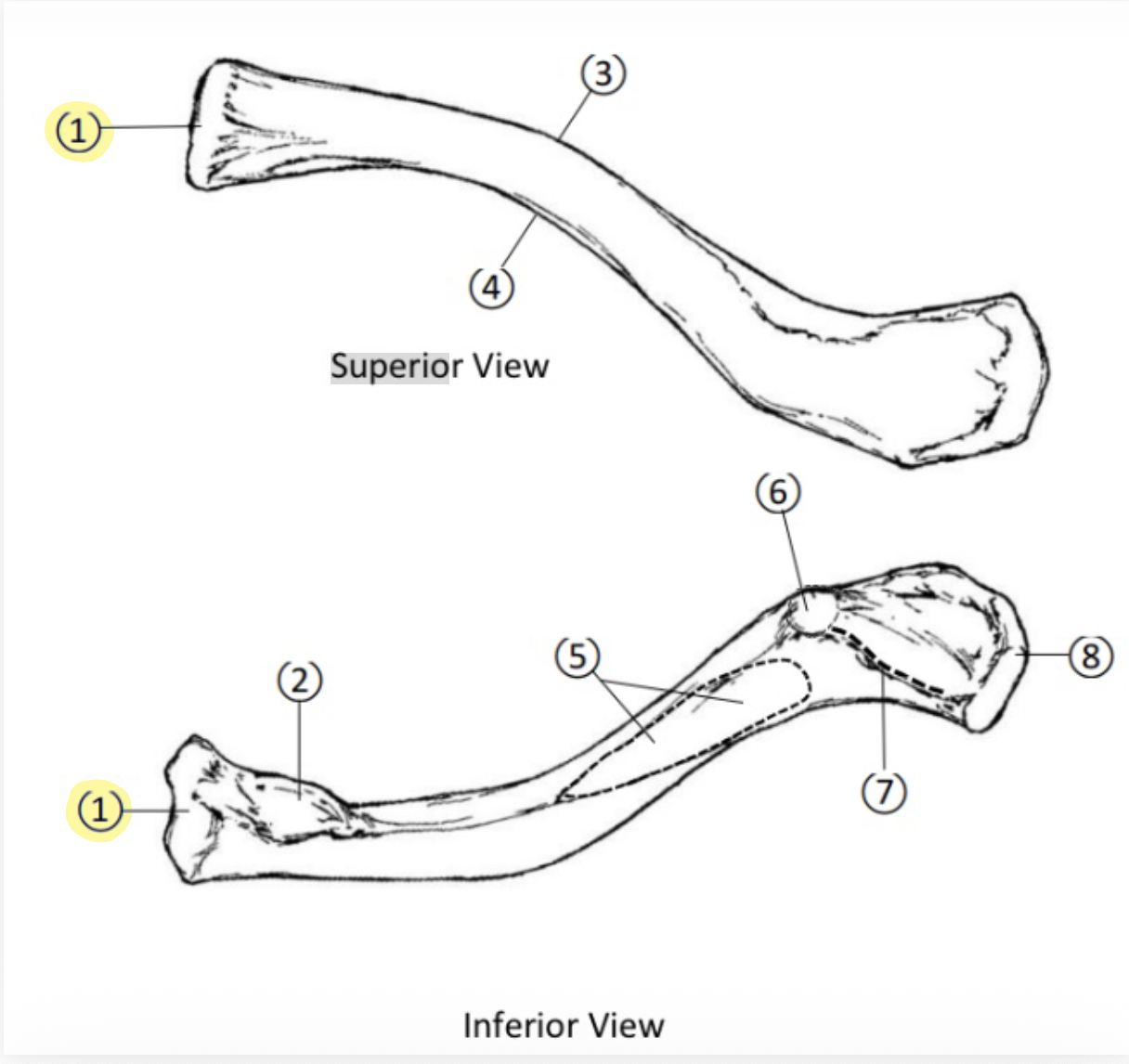 <p>On the Sternal end of the Clavicle, what part is highlighted(1)?</p>