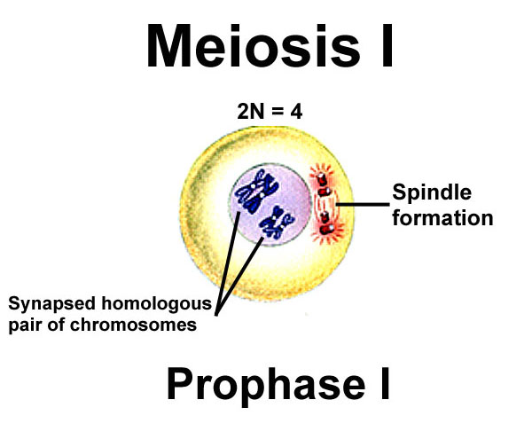 <ul><li><p>in a process called synapsis, chromosomes pair up &amp; bind to form homologous chromosomes forming a tetrad</p></li><li><p>In a process called crossing over chromatids from homologous homologous chromosomes exchange allies to create genetic verity</p></li><li><p>nuclear membrane dissolves</p></li><li><p>spindle fibers form</p></li></ul>