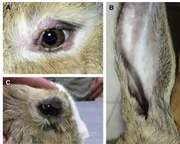 <p>Different Leporipoxvirus</p><p>Induces self-limiting fibromas/fibromatosis</p><p>Cross-immunity against Myxomatosis</p>