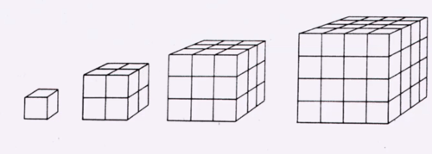 <p>as size increases, shape stays the same</p>