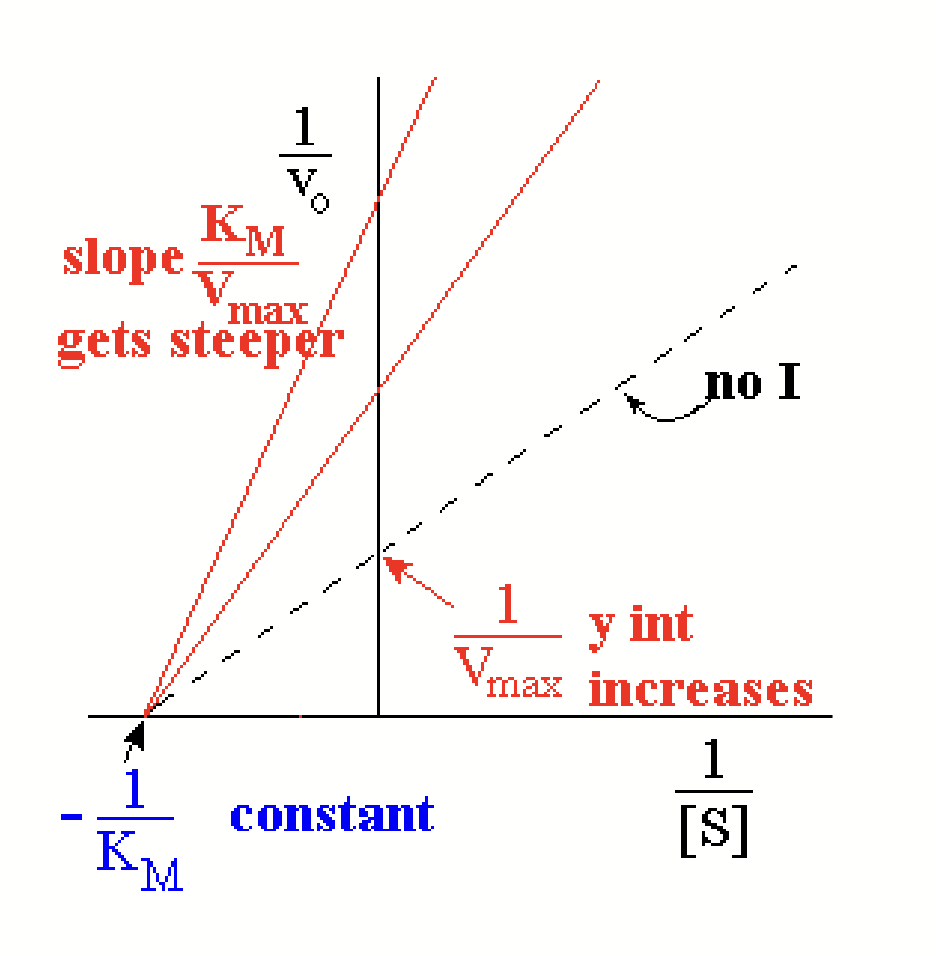 <ul><li><p>Different lines represent different [I]</p></li><li><p>No effect on K<sub>M</sub>, so all graph lines have the same x-intercept (x-intercept = -1/K<sub>M</sub>)</p></li><li><p>V’<sub>max</sub> decreases as [I] increases, so y-intercept gets bigger (y-intercept = 1/V’<sub>max</sub>)</p></li><li><p>Slope increases as [I] increases (slope = K<sub>M</sub>/V’<sub>max</sub>)</p></li><li><p>For mixed, lines meet above the x-axis</p></li></ul><p></p>