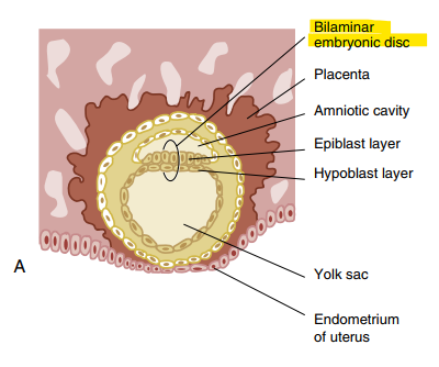 <p>Bilaminar embryonic disc → developed from the blastocyst; 3D flattened, circulate plate of bi-layered cells.&nbsp;</p><ul><li><p>will later develop into the embryo</p></li></ul><p></p>