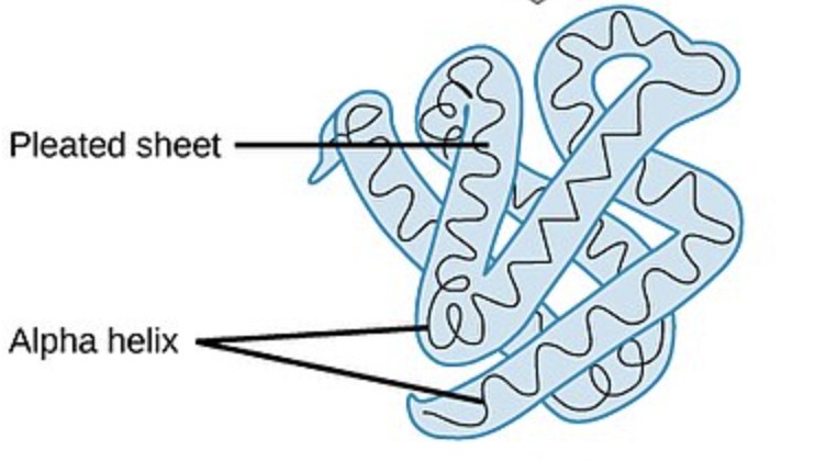 <ul><li><p>side chain interactions via:</p><ul><li><p>hydrogen bonds (weak)</p></li><li><p>disulfide bridges (strong)</p></li><li><p>hydrophobic interactions</p></li><li><p>van der Waals interactions</p></li><li><p>ionic bonds (weak)</p></li></ul></li><li><p>forming a 3D structure</p></li></ul><p></p>