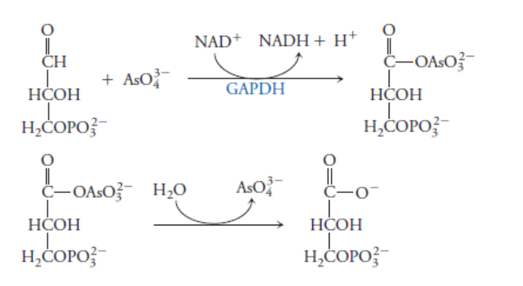 <p>Arsenate (AsO4-3) is a very strong poison because it acts as a phosphate analog and can replace phosphate in the GAPDH reaction (below). The product of this reaction is 1-arseno-3-phosphoglycerate. It is unstable and spontaneously hydrolyzes to form 3-phosphoglycerate (below). What is the effect of arsenate on the overall glycolysis process?</p>