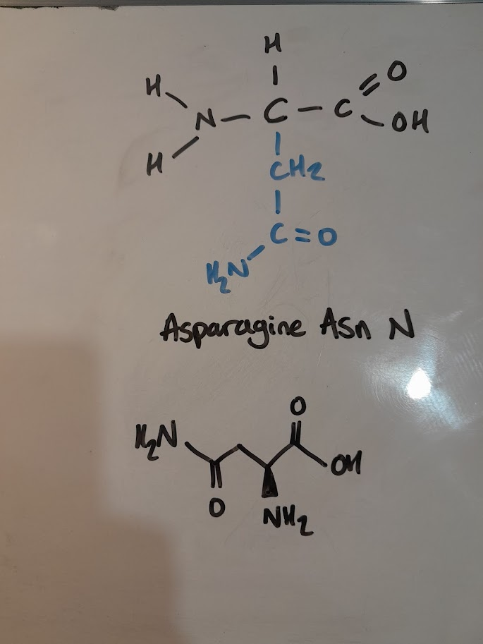 <ul><li><p>Asn</p></li><li><p>N</p></li><li><p>polar</p></li><li><p>Amidic</p></li></ul><p></p>