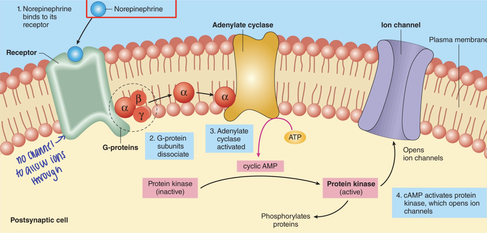 <p>indirect-acting NT (similar to second messenger)</p><ol><li><p>NT binds to its receptor</p></li><li><p>G-protein subunits dissociate</p></li><li><p>adenylate cyclase activated</p></li><li><p>cAMP activates protein kinase, which opens ion channels</p></li></ol>