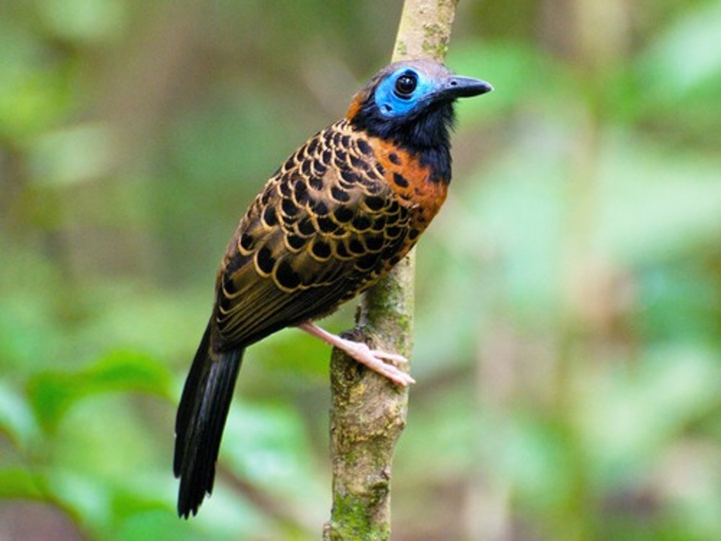 <p>Ocellated antbird</p>