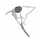 <p>Identify this insect + what its mouthparts are specialized for</p>