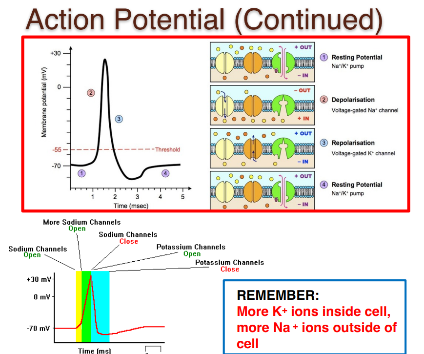 <p>During Resting Membrane potential</p>