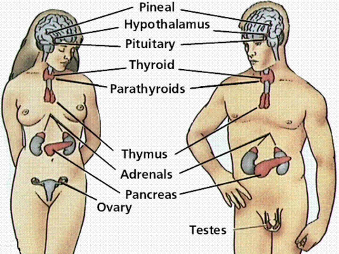 <p>secrete chemicals called hormones into tissue fluid or the bloodstream (secretions of these glands remain inside the body)</p>