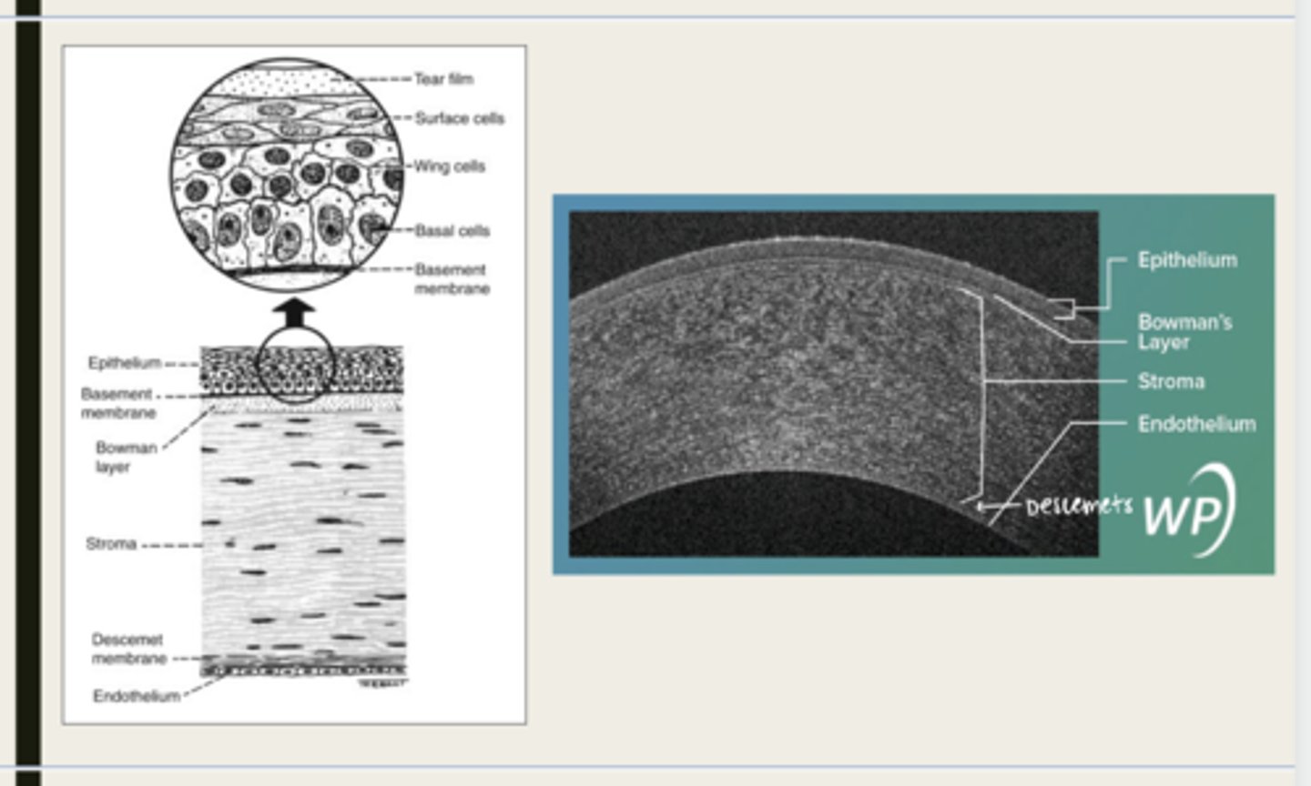 <p>Where are corneal stem cells located?</p>