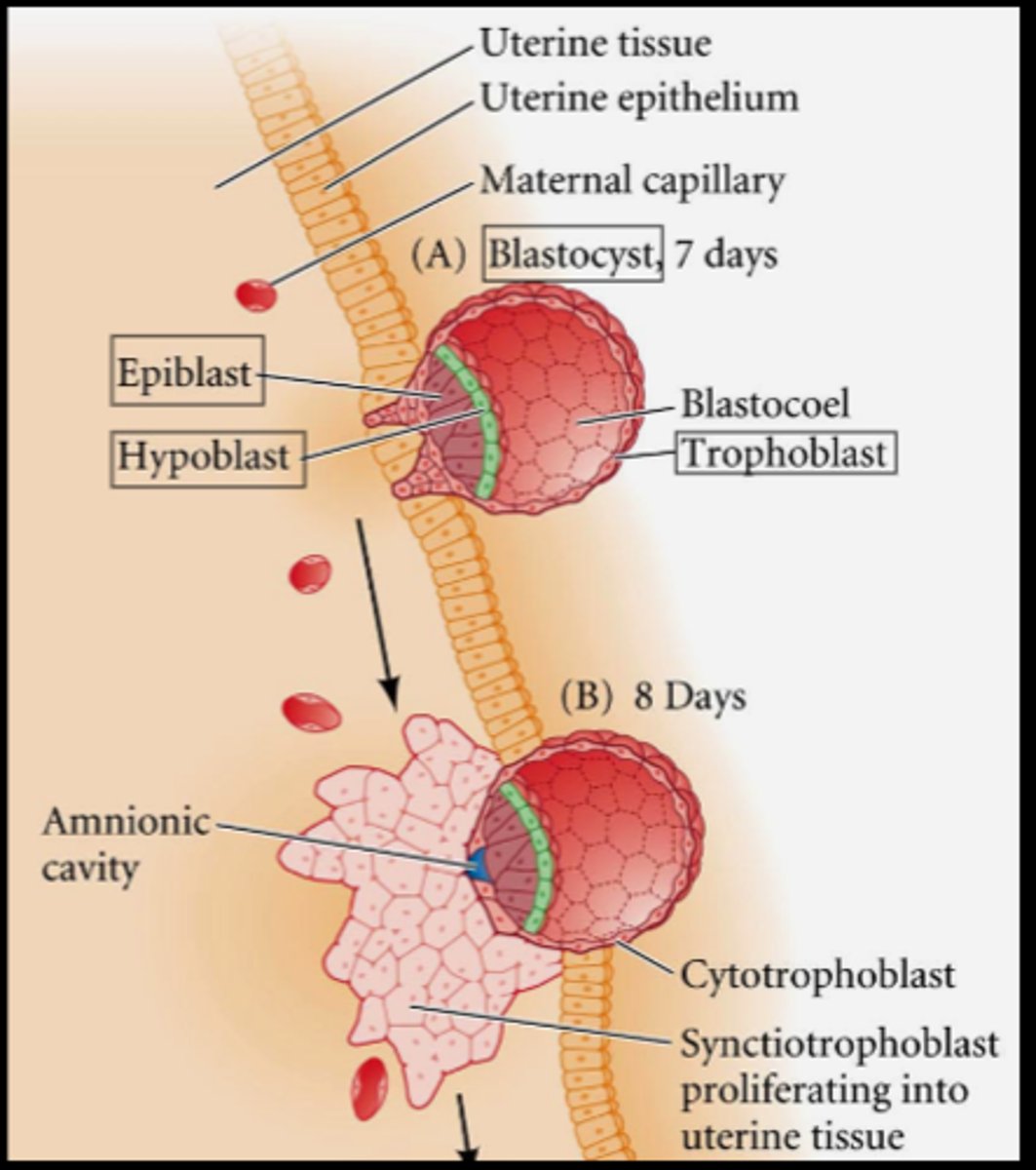 <p>trophoblast divide to form the cytotrophoblast (forms vili) and the syncytiotrophoblast (embeds into uterine wall)</p>