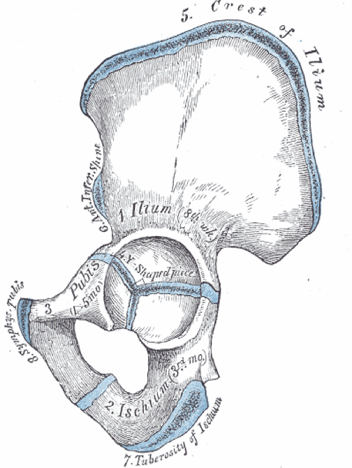 <p>cuplike area of the pelvis composed of 3 pelvic bones</p><p>similar to glenoid fossa of shoulder</p><p>lined around most of its periphery with a labrum to enhance stability and provide some shock absorption </p><p>aids in buttress effect</p><p>approximately 70 % of the head of the femur articulates with this</p>