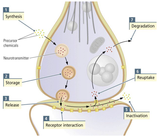 <ol><li><p>Synthesis</p></li><li><p>Storage</p></li><li><p>Release</p></li><li><p>Receptor interaction</p></li><li><p>Inactivation</p></li><li><p>Reuptake</p></li><li><p>Degradation</p></li></ol><p></p>