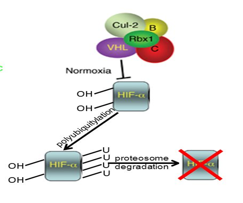 <p><span>•Role: part of multi subunit E3 ubiquitin protein ligase (VHL complex).</span></p><p><span>•It is the substrate recognition unit of E3 ligase that targets transcription factor HIF-1α (hypoxia induced factor).</span></p><p><span>•It binds and ubiquitylates HIF-1α for degradation in conditions of normoxia.</span></p><ul><li><p>IF NORMAL LEVELS OF O2 FACTORS NOT NEEDED </p></li></ul><p></p>