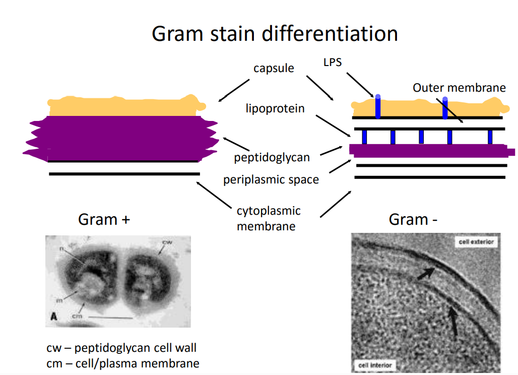 <p>gram <strong>positive </strong>has a thick peptidoglycan layer </p><p>gram <strong>negative </strong>has a space between the peptidoglycan layer and the<strong> cytoplasmic membrane</strong> - periplasmic space , thinner pdl layer</p><p><mark data-color="#fafbd6" style="background-color: rgb(250, 251, 214); color: inherit;">both have a glycocalyx exterior structure - slime layer or capsule like layer - support and evading immune responses </mark></p><p>gram <strong>negative </strong>also have an outer membrane and lipoproteins that connect the two layers </p><p>gram <strong>negative </strong>bacteria has a compound called <strong>lipopolysaccride </strong>on the outer membrane - triggers septic shock - immunogenic </p>