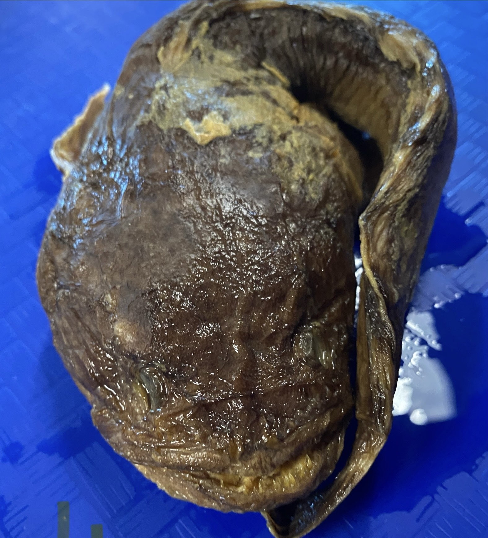 <p>Batrachoididae (toad fishes)</p>