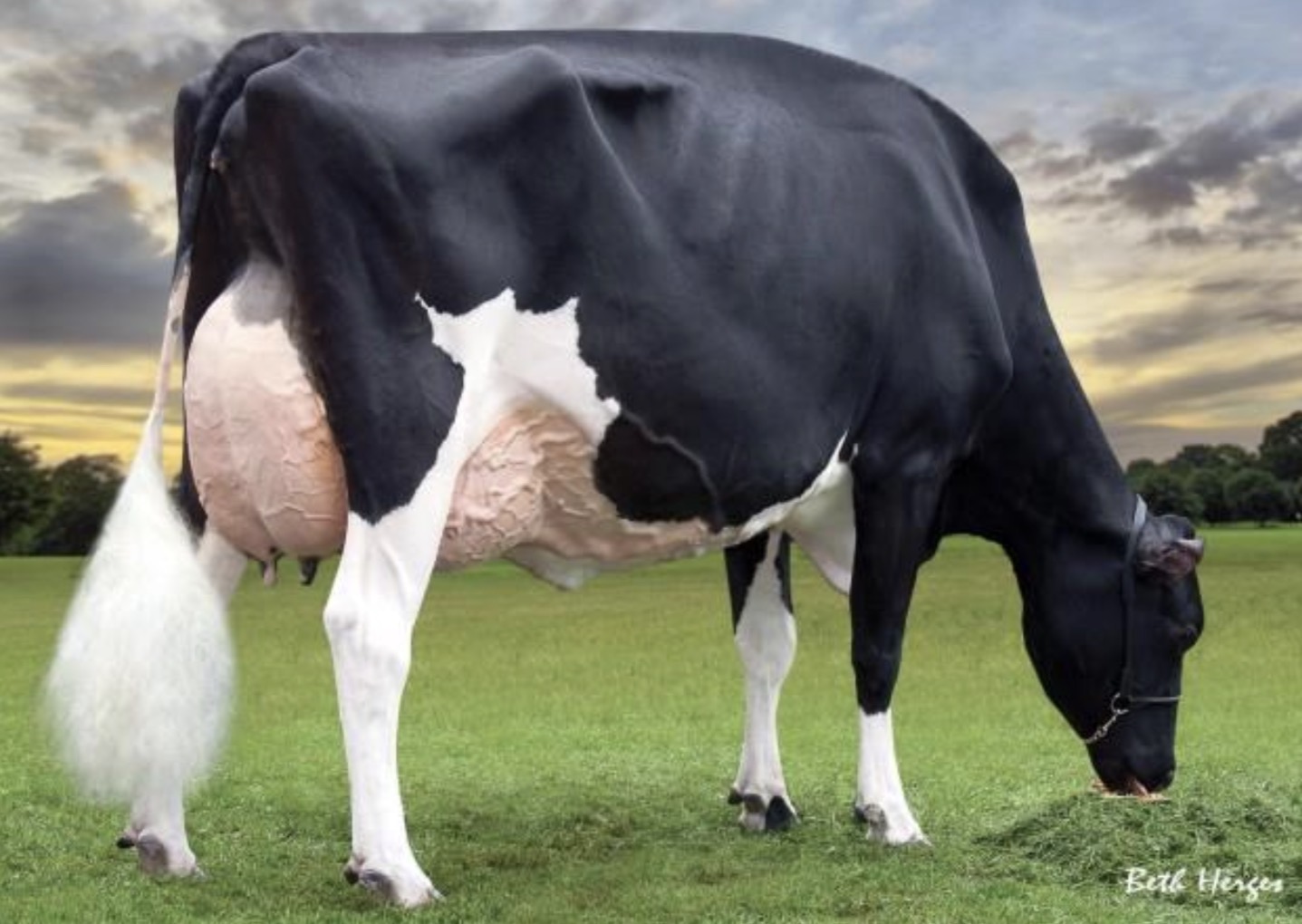 <p>What breed of cow is this and what is it mainly used for commercially?</p>