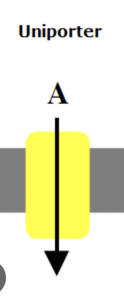 <p>transport a single species of substrate across a cell membrane</p>