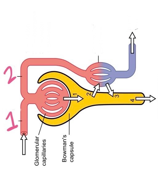 <p>label 1</p>