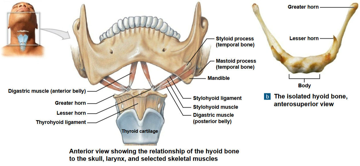 <p>Hyoid bone</p>