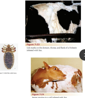 <p><span>Lice</span></p>