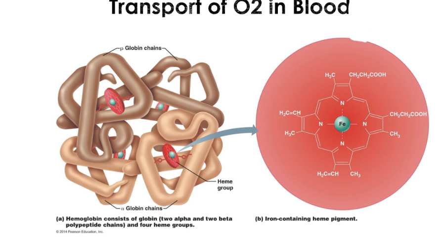 <p>Transports of O2 in Blood</p>