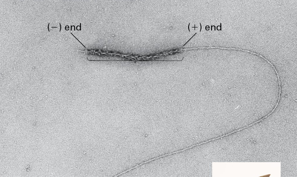 <p><span style="font-size: calc(var(--scale-factor)*33.80px)">Actin Filament Dynamics are Lopsided BC?</span></p>